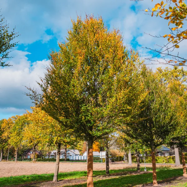 Fagus sylvatica 'Rotundifolia' – Beuk (cv)