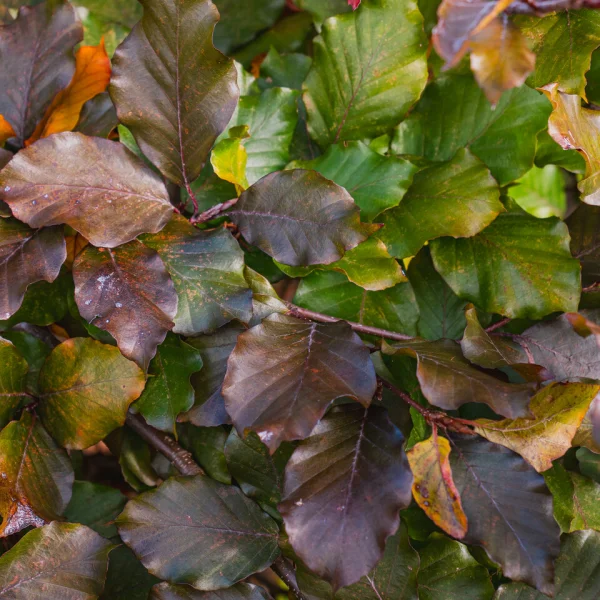 Fagus sylvatica 'Tortuosa Purpurea' – Beuk (cv)