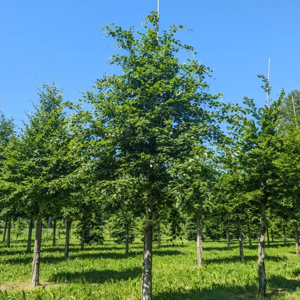Fagus sylvatica &ndash; Gewone beuk