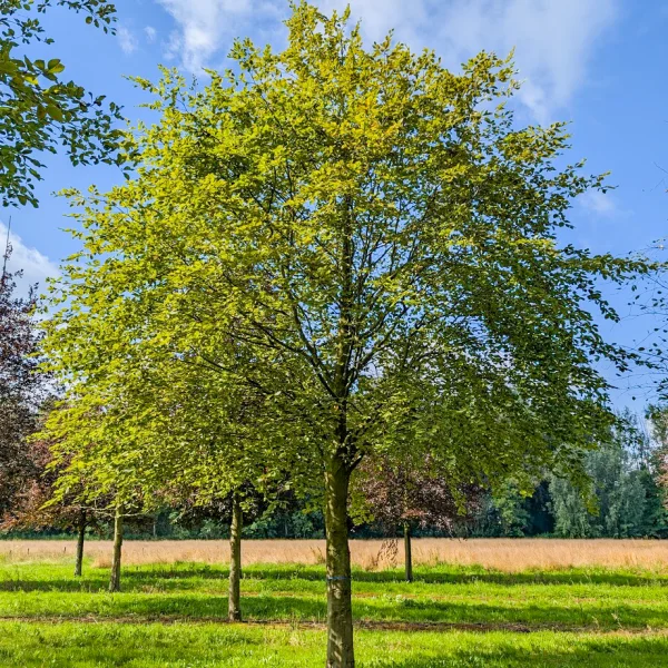 Fagus sylvatica &ndash; Gewone beuk