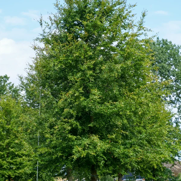 Fagus sylvatica &ndash; Gewone beuk