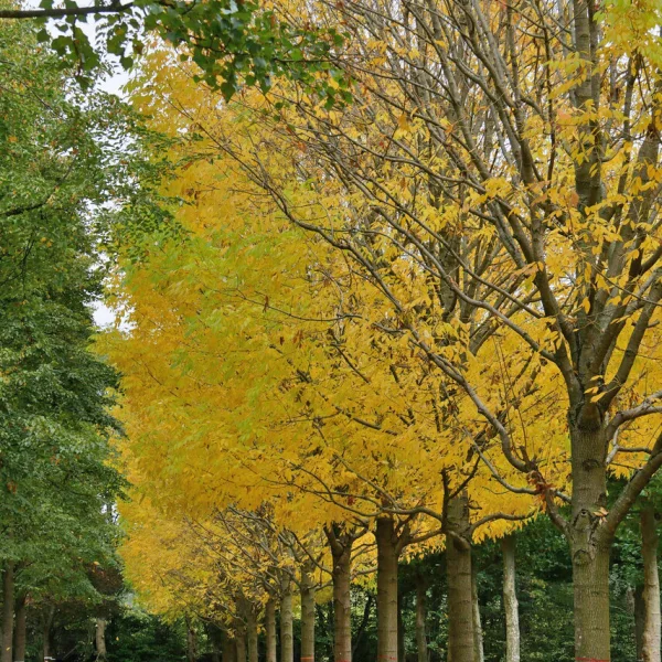 Fraxinus americana 'Skyline' &ndash; Amerikaanse es (cv)