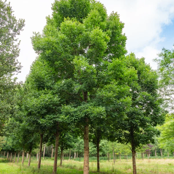 Fraxinus pennsylvanica CIMMARON ('Cimmzam') &ndash; Zachte es (cv)
