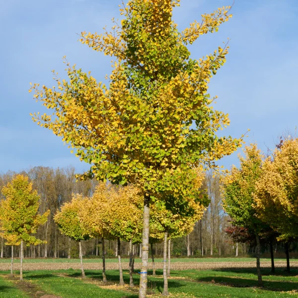 Ginkgo biloba 'Autumn Gold' &ndash; Japanse notenboom (cv)