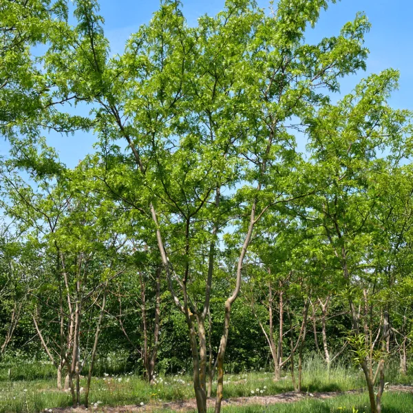 Gleditsia triacanthos 'Green Glory'