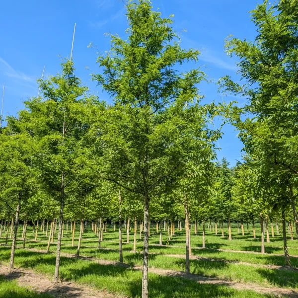 Gleditsia triacanthos 'Imperial' &ndash; Valse Christusdoorn (cv)