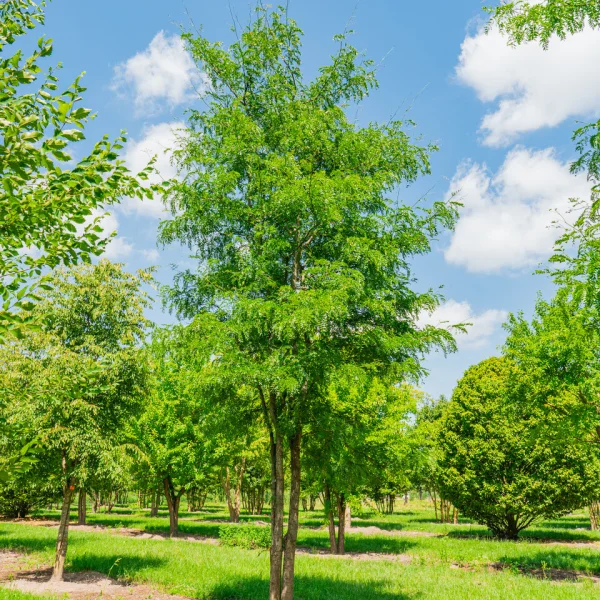 Gleditsia triacanthos f. inermis – Valse Christusdoorn (cv)