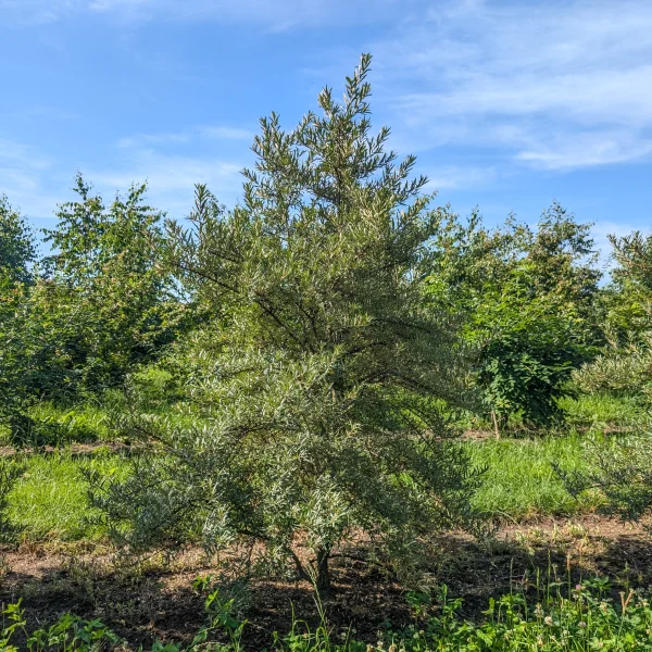 Hippophae rhamnoides 'Pollmix'