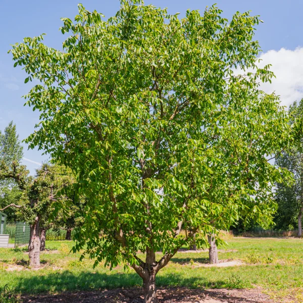 Juglans regia – Gewone walnoot, Okkernoot