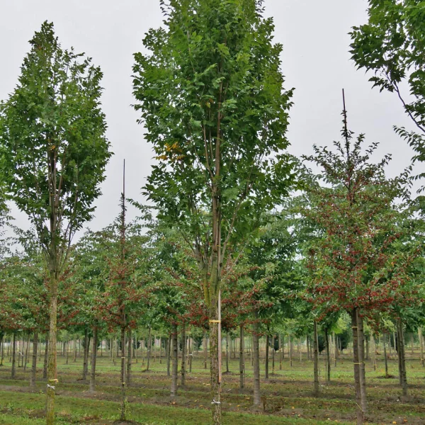 Koelreuteria paniculata 'Fastigiata' &ndash; Zuilvormige Chinese vernisboom