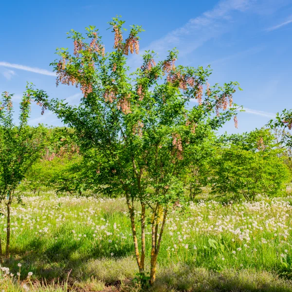 Laburnocytisus adamii &ndash; Adams goudenregen