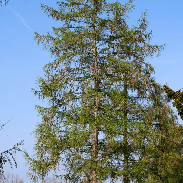 Larix kaempferi &ndash; Japanse lariks