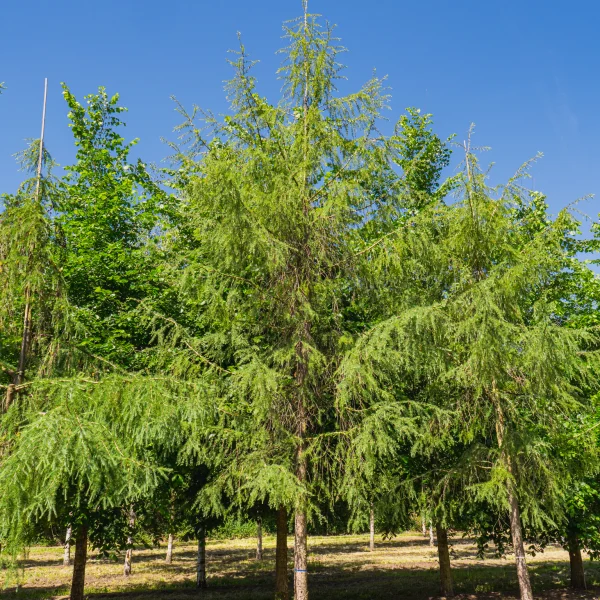 Larix kaempferi 'Pendula Boomaerts' &ndash; Treurende Japanse lariks (cv)
