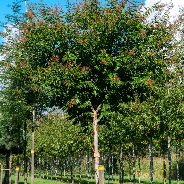 Lagerstroemia 'Natchez' &ndash; Indische sering (cv)