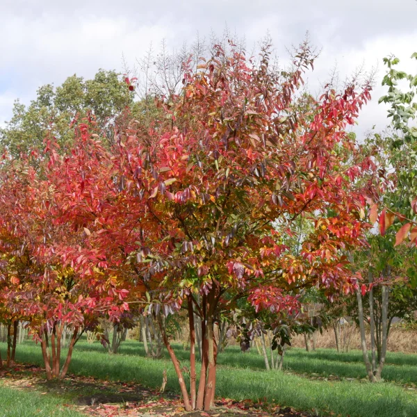 Lagerstroemia 'Natchez' &ndash; Indische sering (cv)