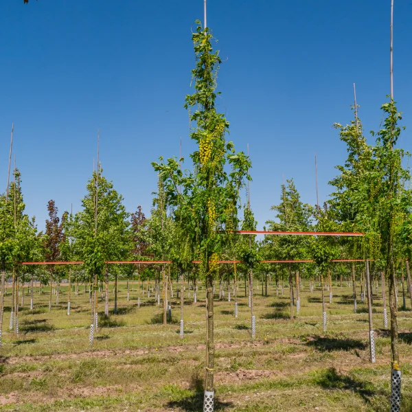 Laburnum ×watereri 'Vossii' &ndash; Bastaard-goudenregen