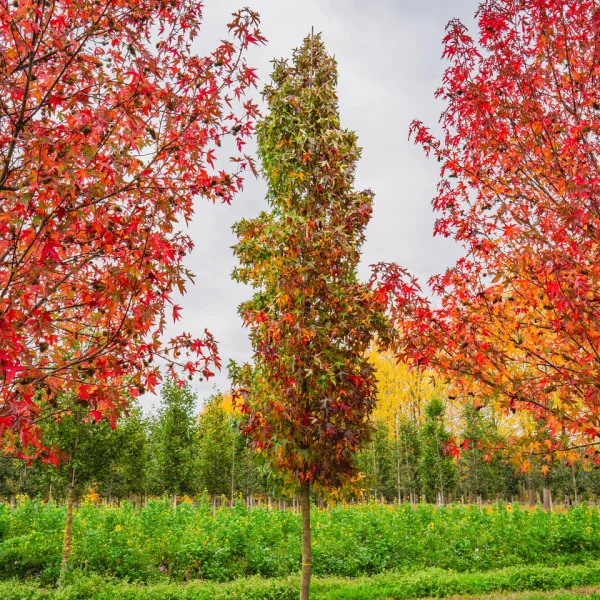 Liquidambar styraciflua 'Slender Silhouette' &ndash; Zuil-amberboom (cv)