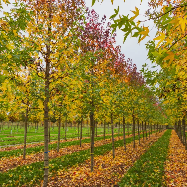 Liquidambar styraciflua 'Worplesdon' – Amberboom (cv)