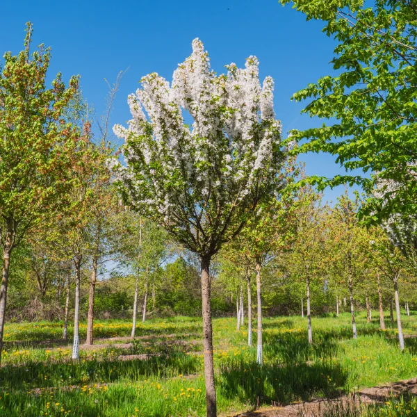 Malus 'Adirondack' &ndash; Sierappel (cv)