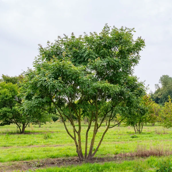 Maackia amurensis – Japanse zilverboom
