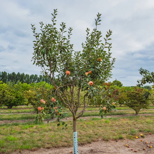 Malus domestica 'Bramley's Seedling' &ndash; Appel (cv)