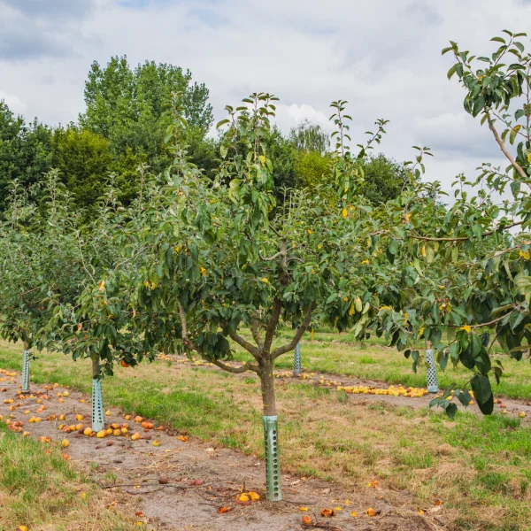 Malus domestica 'Gravensteiner' &ndash; Appel (cv)