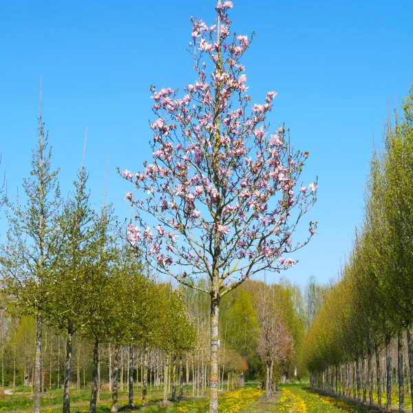 Magnolia 'Galaxy' – Magnolia (cv)