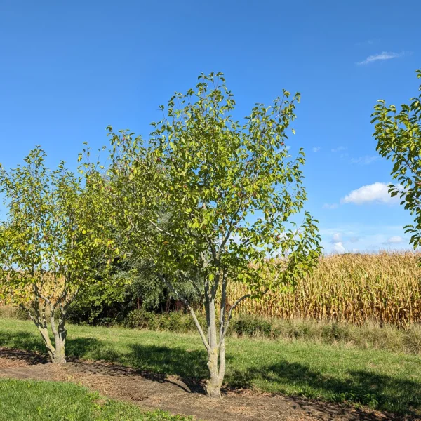 Magnolia kobus – Noordelijke Japanse magnolia