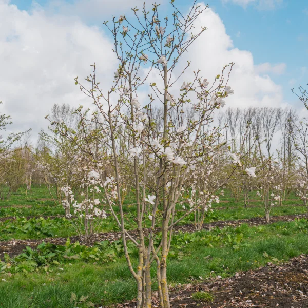 Magnolia ×loebneri 'Merrill' &ndash; Magnolia (cv)