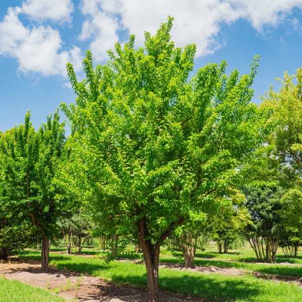 Maclura pomifera &ndash; Osagedoorn