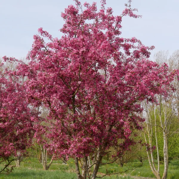 Malus 'Profusion' &ndash; Sierappel (cv)