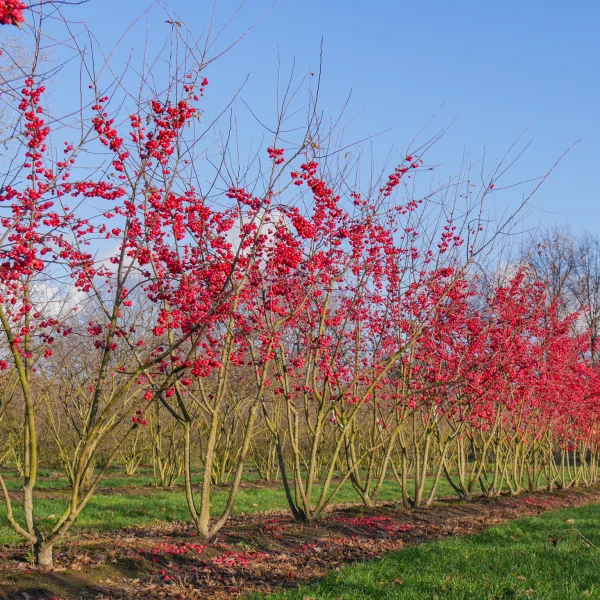 Malus 'Red Sentinel' &ndash; Sierappel (cv)