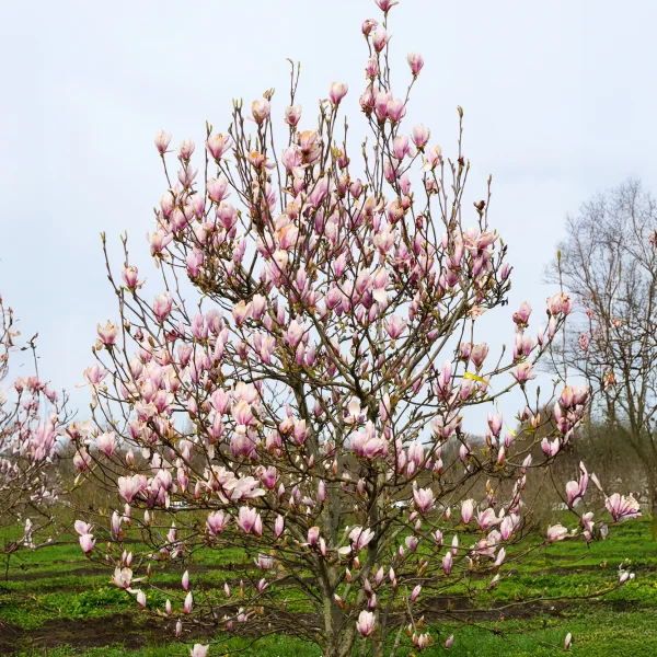Magnolia ×soulangeana &ndash; Gewone magnolia