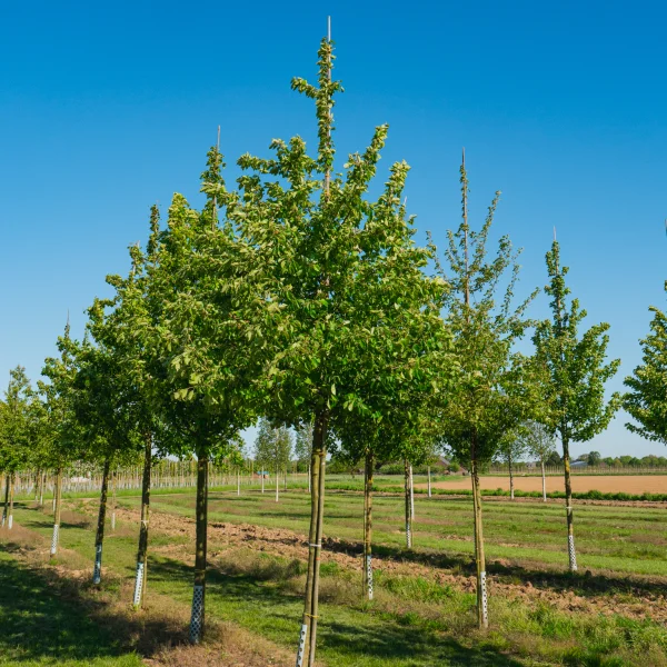 Malus sylvestris &ndash; Wilde appel
