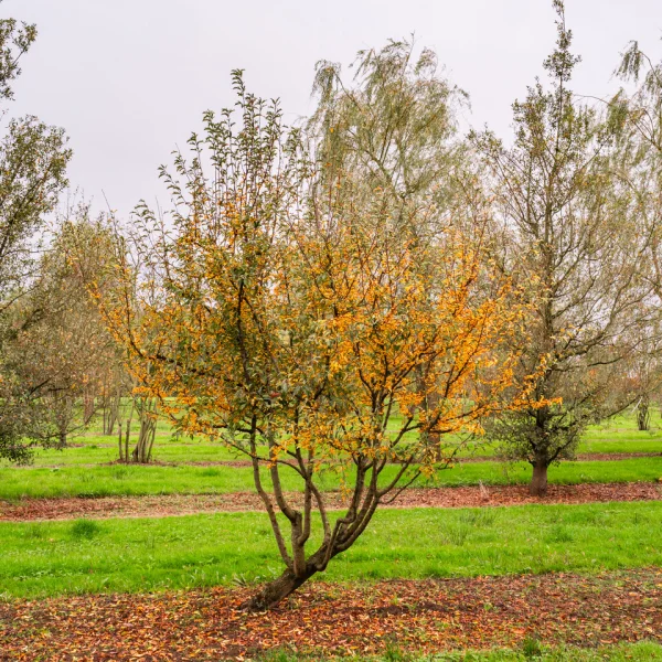 Malus toringo 'Brouwers Beauty' &ndash; Sierappel (cv)