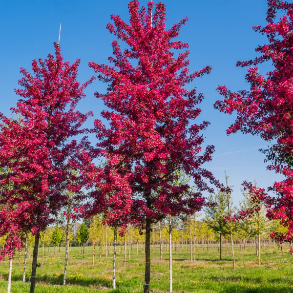 Malus toringo 'Scarlett' &ndash; Sierappel (cv)