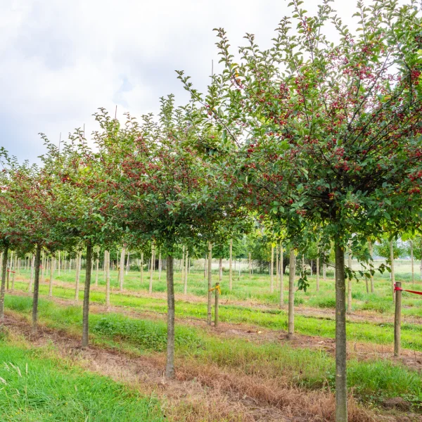 Malus toringo 'Sargent's Elegant' &ndash; Sierappel