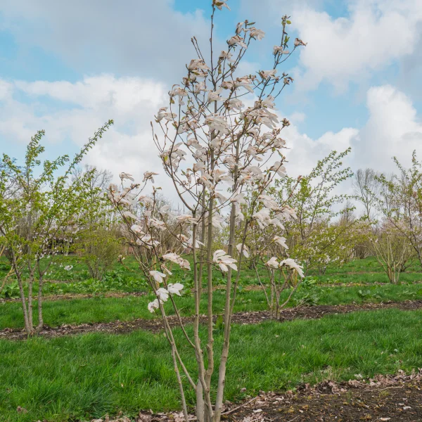 Magnolia 'Wada's Memory' &ndash; Magnolia (cv)