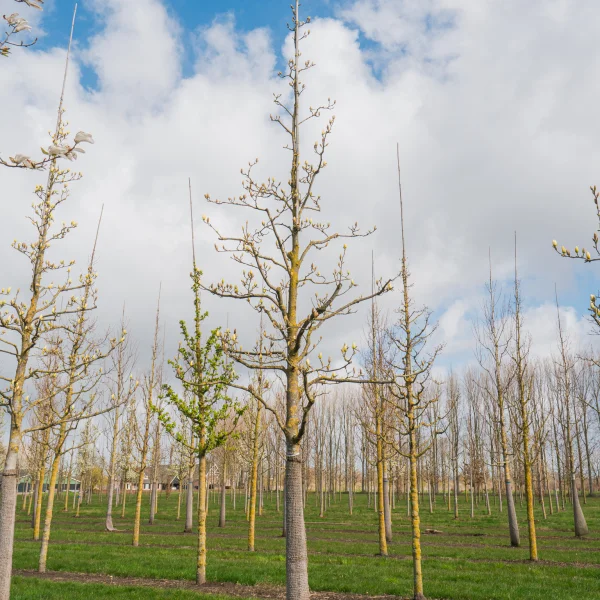 Magnolia denudata YELLOW RIVER ('Fei Huang') &ndash; Oosterse magnolia (cv)