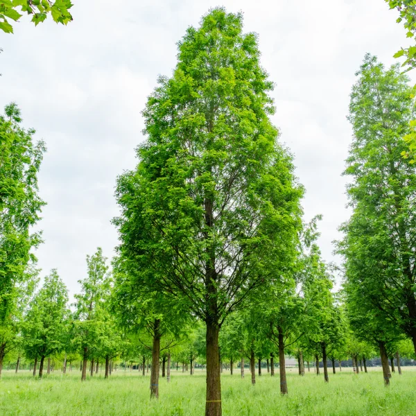 Metasequoia glyptostroboides – Chinese watercipres