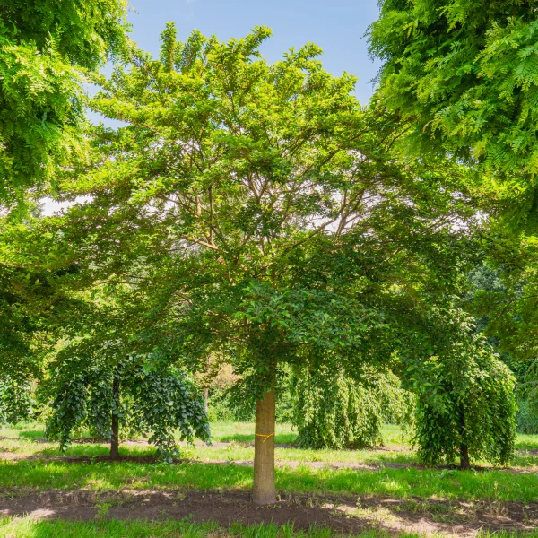 Morus alba 'Nana Issai' &ndash; Witte moerbei (cv)