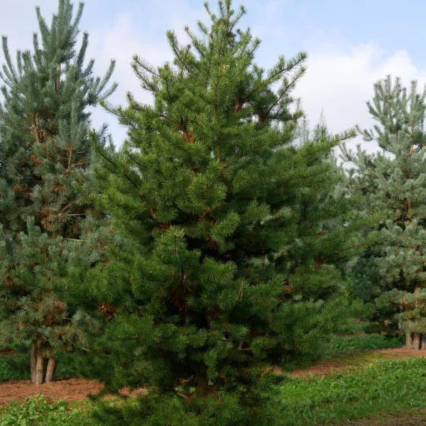 Pinus banksiana &ndash; Struikden