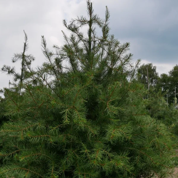 Pinus bungeana &ndash; Veelkleurenden