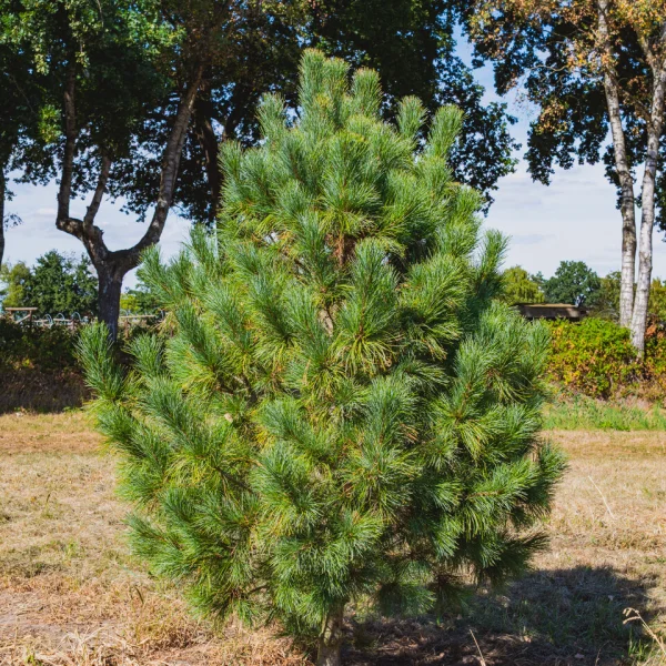 Pinus cembra &ndash; Alpenden