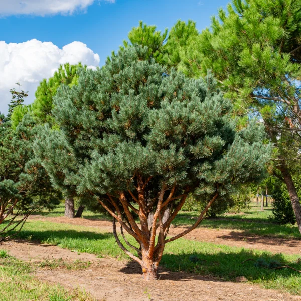 Pinus sylvestris 'Watereri' &ndash; Grove den (cv)