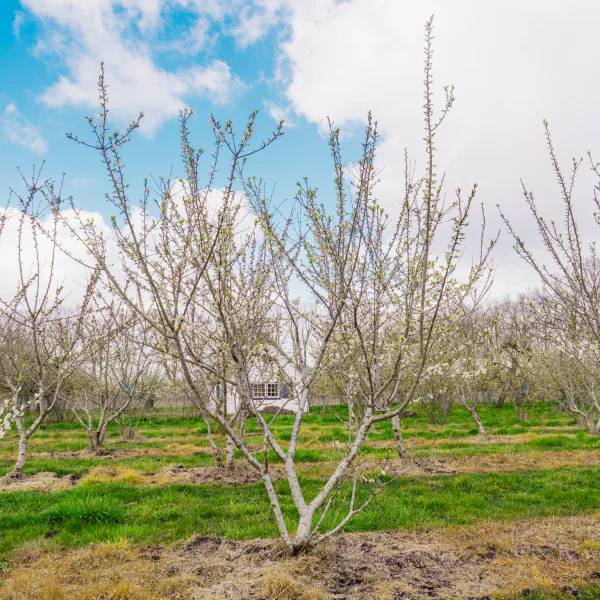 Prunus domestica 'Opal' &ndash; Pruim (cv)