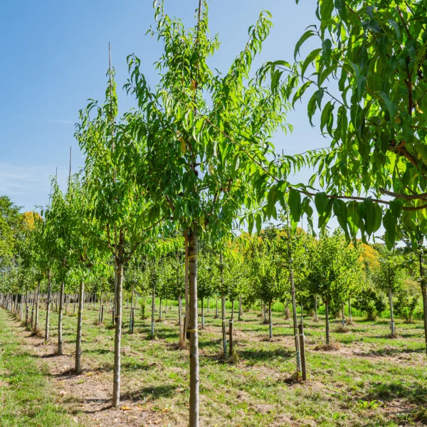 Prunus dulcis &ndash; Amandel