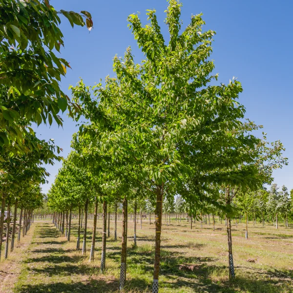Prunus maackii &ndash; Mantsjoerijse kers