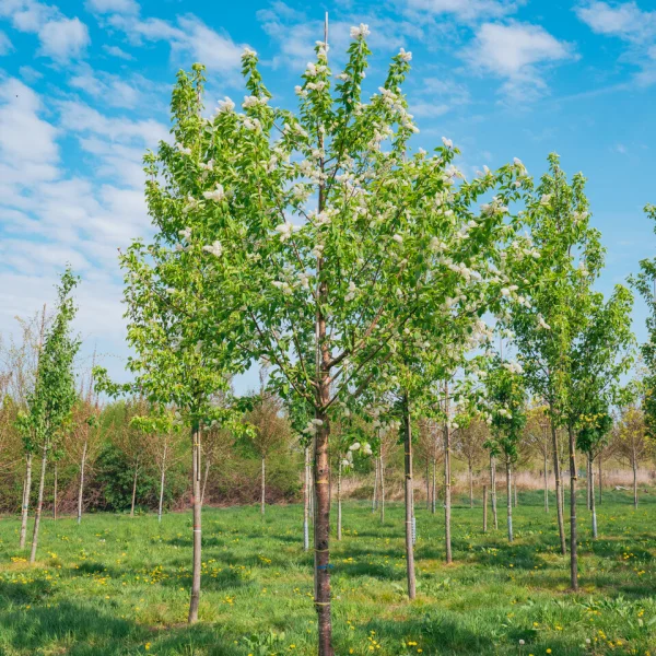 Prunus maackii 'Amber Beauty' &ndash; Mantsjoerijse kers (cv)