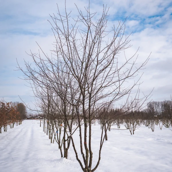 Prunus 'Mahogany Lustre' &ndash; Sierkers (cv)